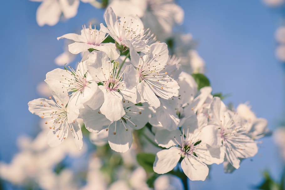 cherry, blossom, bloom, spring, tree, branch, white, purely HD wallpaper