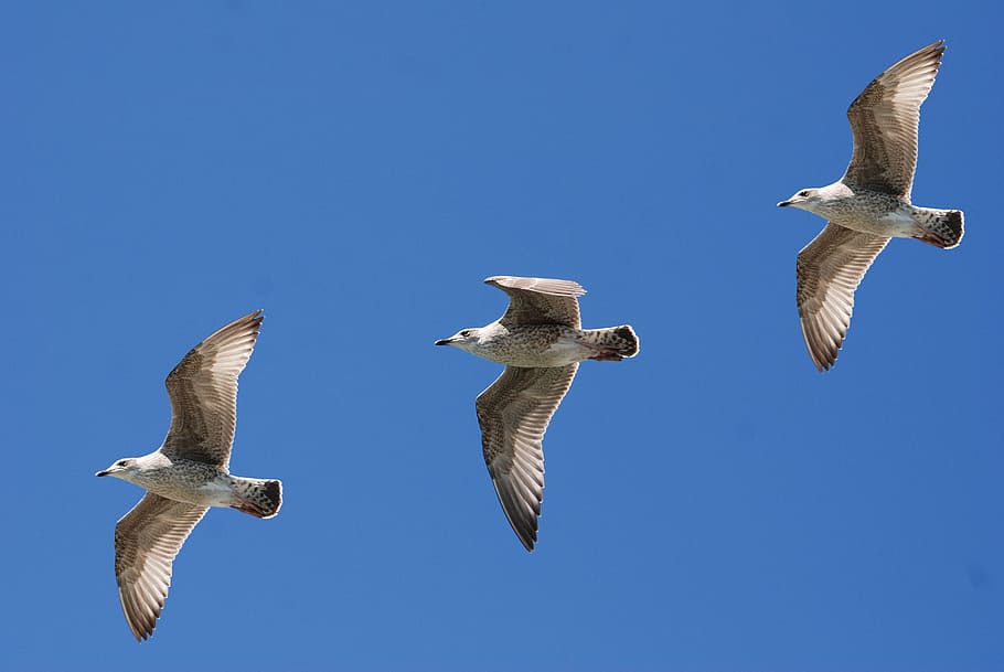 3 White Birds Flying Under Blue Sky, feather, flight, nature HD wallpaper