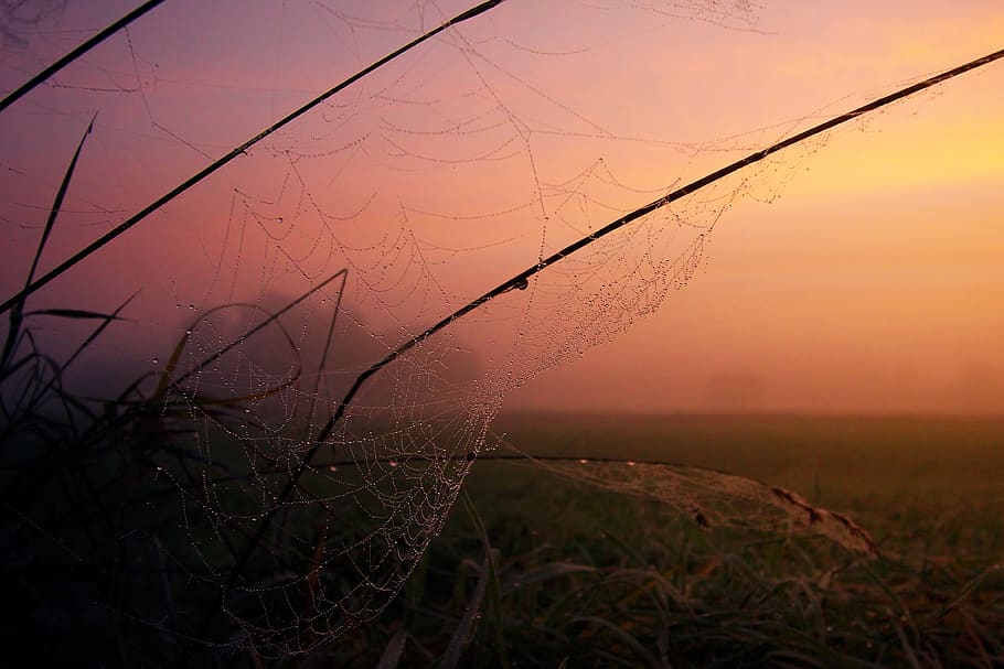 nature, sunset, fog, cobweb, sky, dawn, dusk, foggy, autumn HD wallpaper