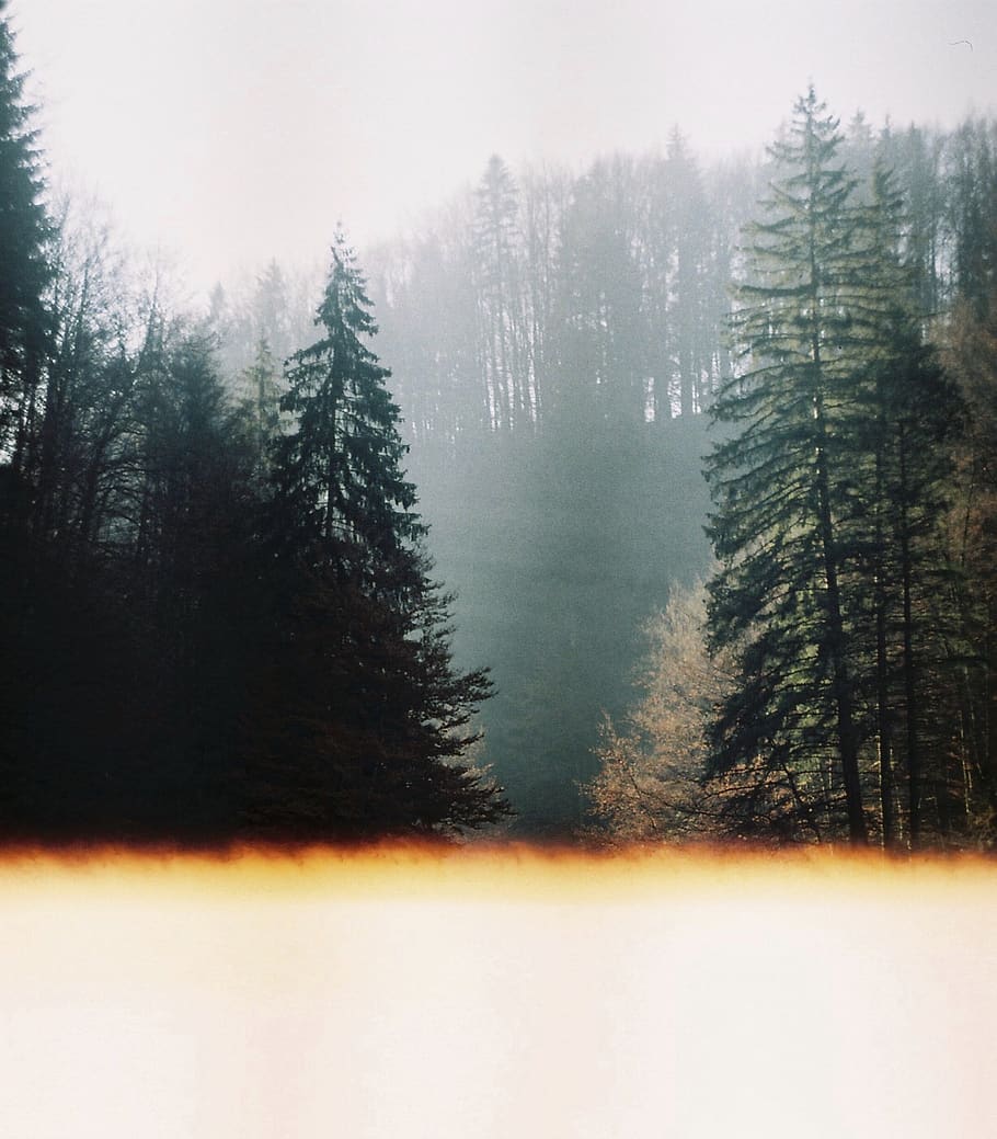 forest with tall trees covered with fogs, plant, cold temperature HD wallpaper