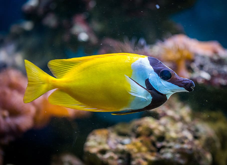 fish, aquarium, animals, animal themes, water, vertebrate, animal wildlife HD wallpaper