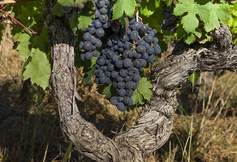grape, cluster, vine, vintage, fruit, food and drink, vineyard HD wallpaper