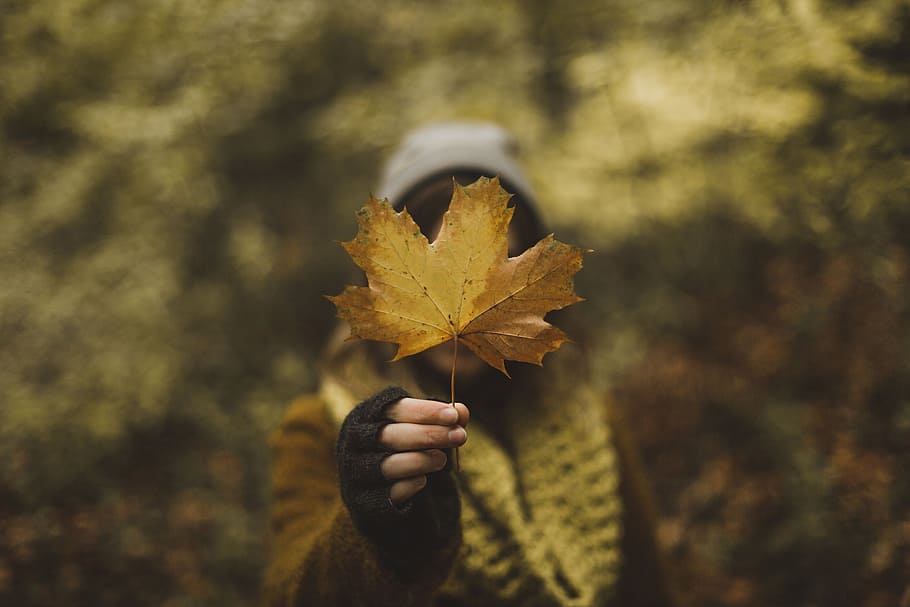 Woman Holding Maple Leaf In Fall Photo, Earth, Outdoor, Seasons HD wallpaper