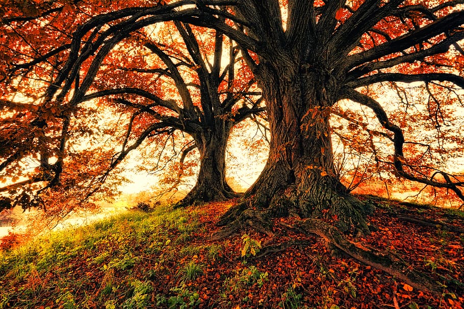 Two Trees during Autumn, colors, daytime, environment, landscape HD wallpaper