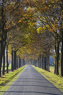 avenue, trees, road, away, nature, autumn, mood, landscape HD wallpaper
