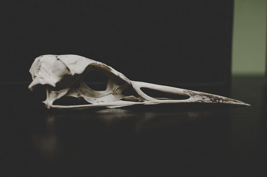 bone, dead, remnant, white, indoors, no people, close-up, still life HD wallpaper