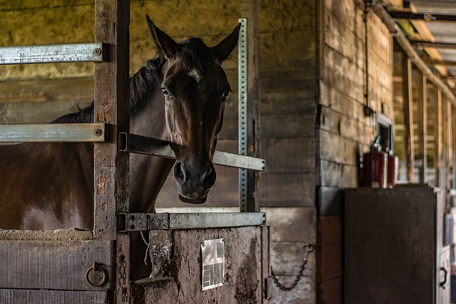 Brown Horse Inside Cage, animal, barn, building, cavalry, daylight HD wallpaper