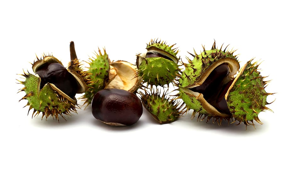 chestnuts, autumn, fruit, eat, snack, fall, leaf, many, castanea HD wallpaper