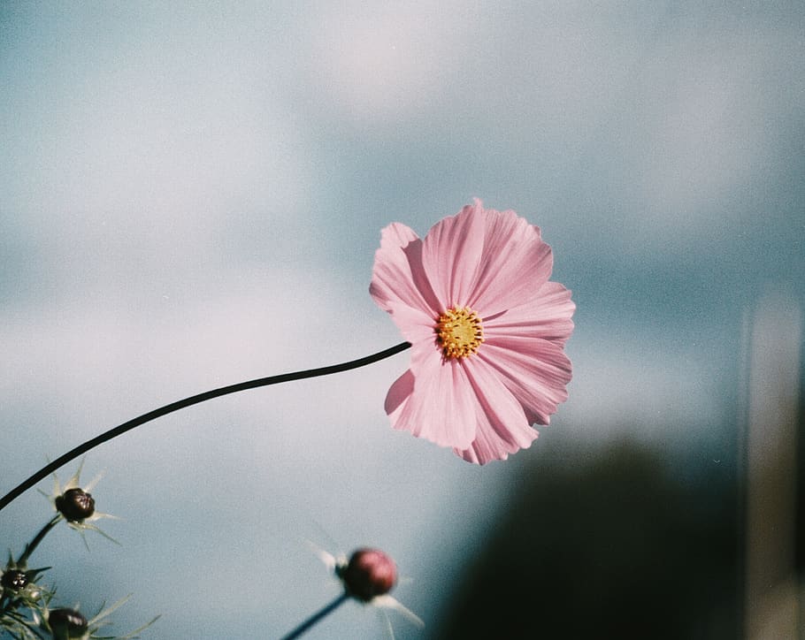 spring, flower, flowering plant, freshness, fragility, vulnerability HD wallpaper