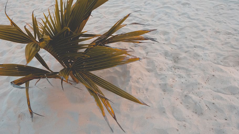 white, leaf, ocean, beach, sand, vacation, holiday, life, aesthetic HD wallpaper