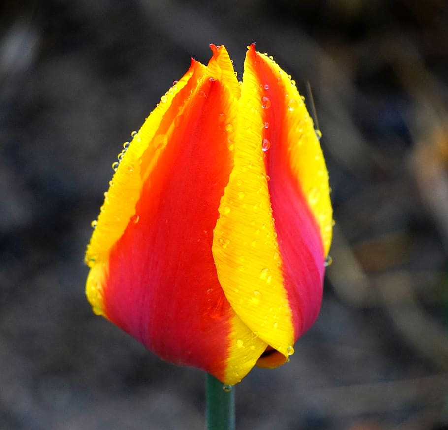 tulip, blossom, bloom, raindrop, spring, nature, flower, flowering plant HD wallpaper