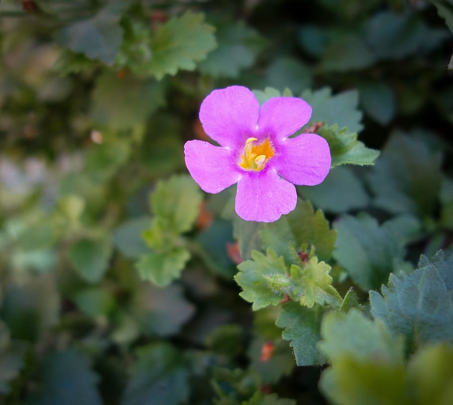 flower, bloom, yellow, green, meadow, field, wild flower, blossom HD wallpaper