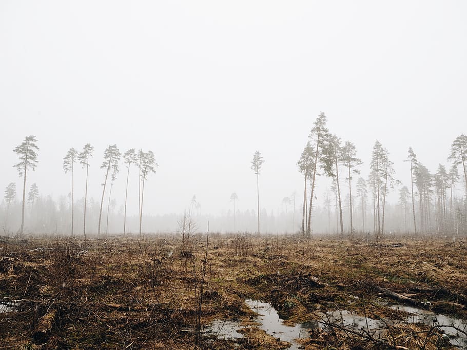 fogs surrounded on forest, tree, plant, tranquility, sky, tranquil scene HD wallpaper