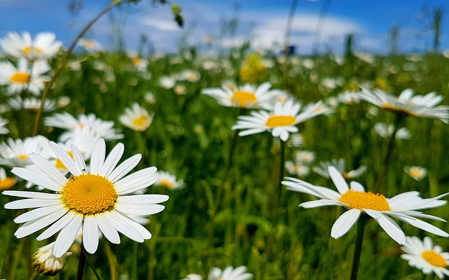 margarite, meadow, daisies, white, bloom, flowers, summer, flower meadow, HD wallpaper