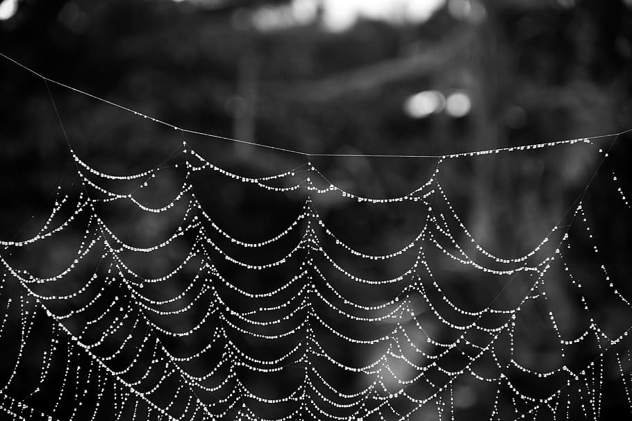 spider, web, spiderweb, blackandwhite, spider web, focus on foreground HD wallpaper