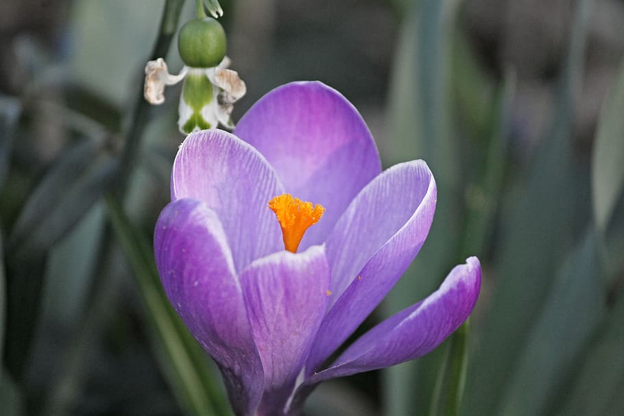 crocus, spring, lenz, early bloomer, violet, yellow, garden HD wallpaper