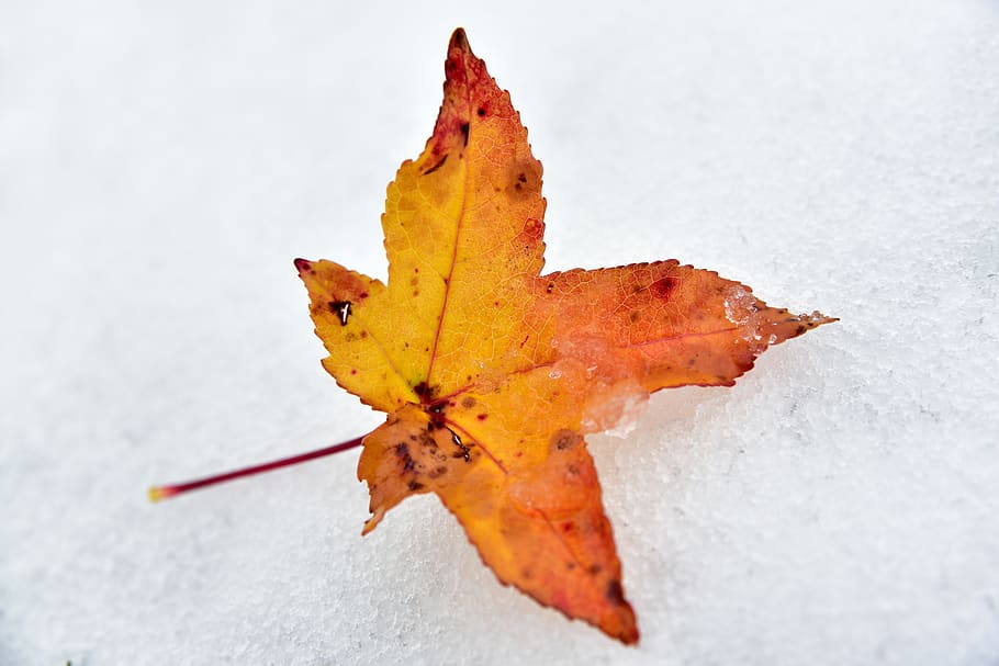 leaf, snow, autumn, winter, discoloration, maple, maple leaf HD wallpaper
