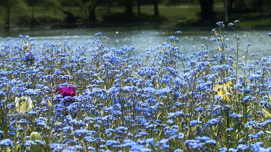 flowers, nature, spring, petals, blue, coloring, square, flora HD wallpaper