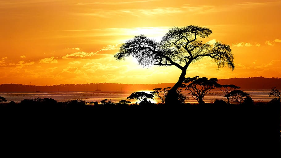 sunset, nature, sea, tree, landscape, ocean, summer, water HD wallpaper