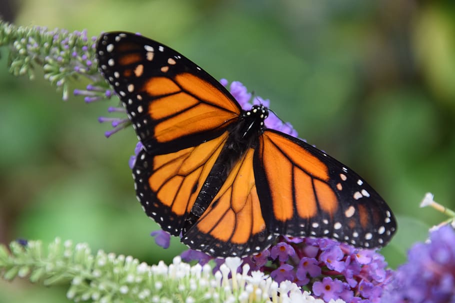 butterfly, monarch, black, orange, casa delle farfalle, the butterfly house, HD wallpaper