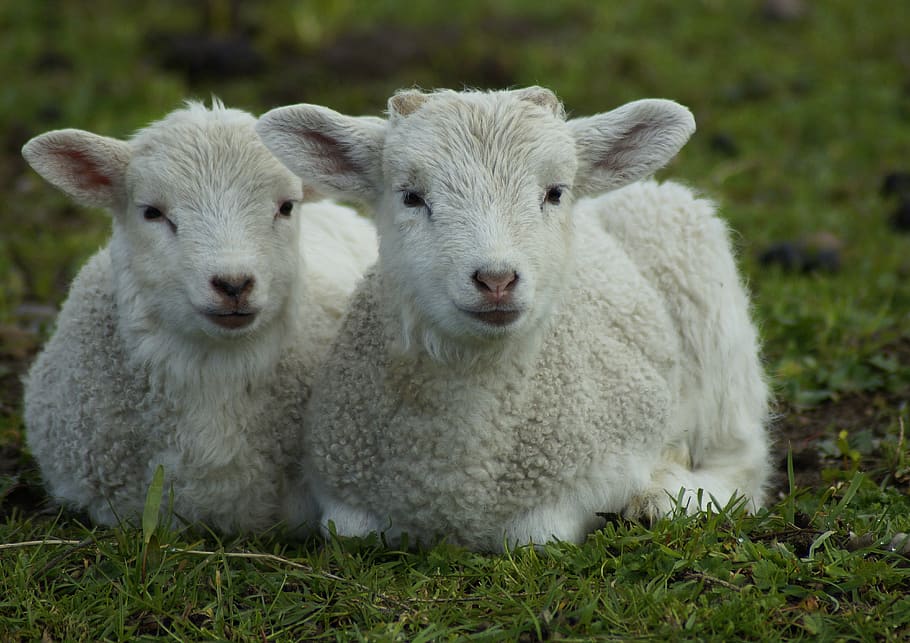 lamb, lambs, easter lambs, cute, schäfchen, close up, brothers and sisters, HD wallpaper