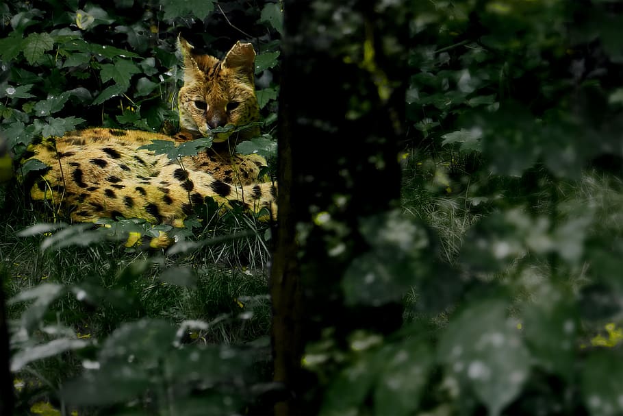 serval, forest, animal, plant, animal themes, mammal, feline HD wallpaper
