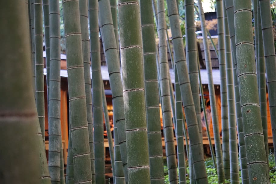 bamboo, forest, close up, green, zen, growth, nature, trees HD wallpaper