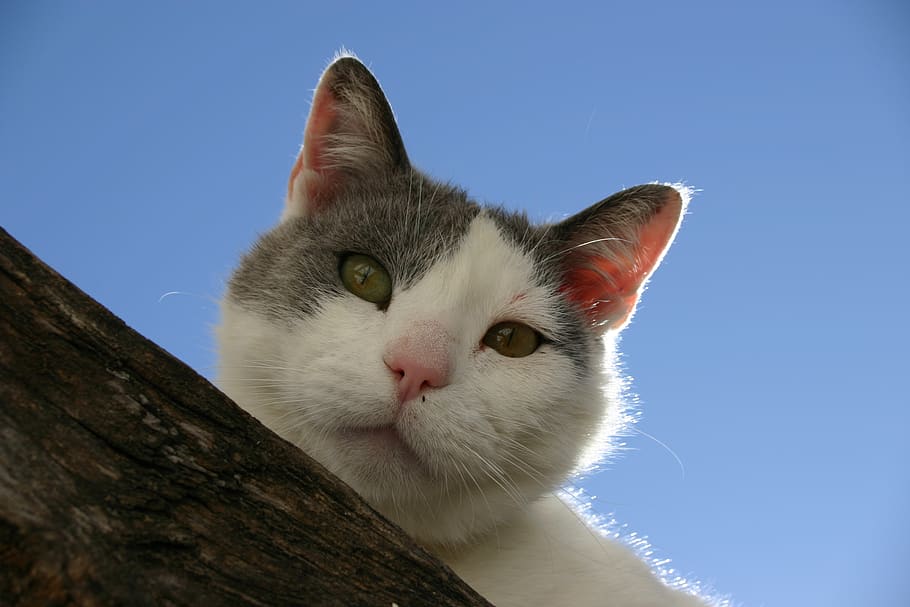 spain, sorbas, blue sky, curious, cat, animal themes, domestic HD wallpaper