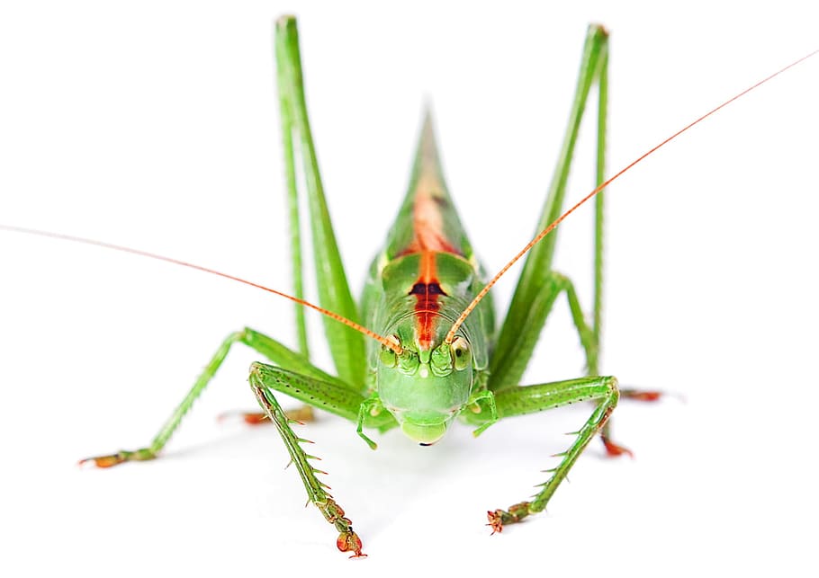 leg, bug, eye, head, live, small, green, white, alive, large HD wallpaper