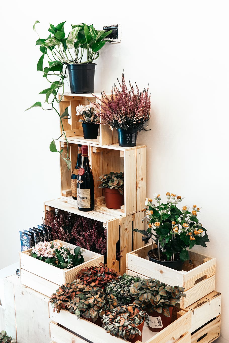 assorted-color plants, potted plant, nature, container, no people HD wallpaper