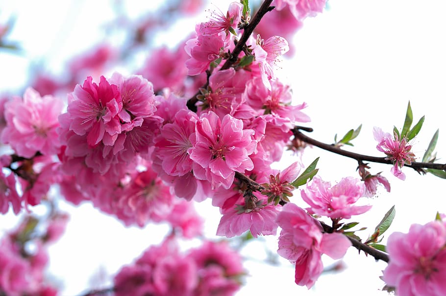 flower, spring, nature, beautiful, bee, pink, flowers, plants HD wallpaper