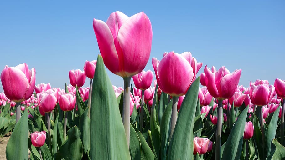 tulips, bulbs, spring, holland, tulip fields, flower, netherlands HD wallpaper
