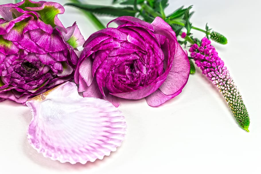 ranunculus, blossom, bloom, spring, nature, plant, white, pink HD wallpaper