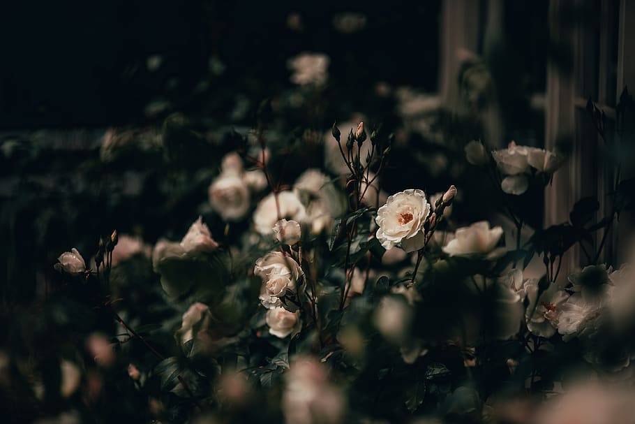 white rose, flower, flowering plant, selective focus, beauty in nature HD wallpaper