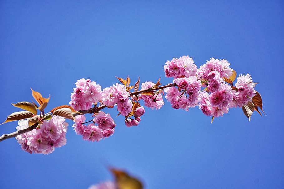 pink, flower, bloom, petal, leaves, plant, nature, sky, blue HD wallpaper