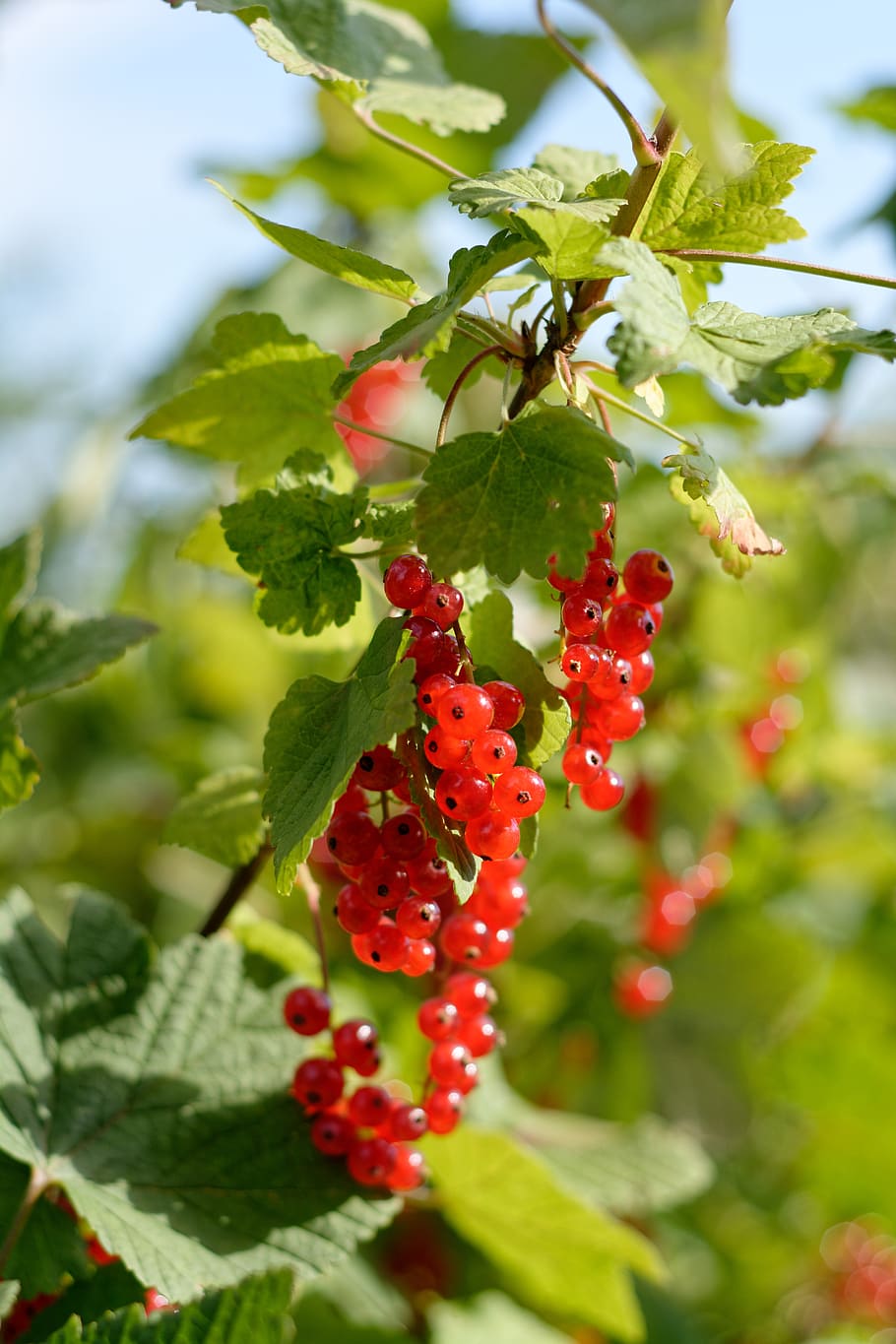 currant, fruit, red currant, garden, food, food and drink, growth HD wallpaper