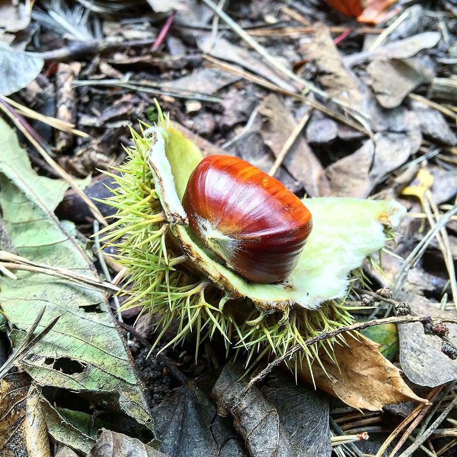 acorn, tree, walk, animal wildlife, invertebrate, close-up HD wallpaper