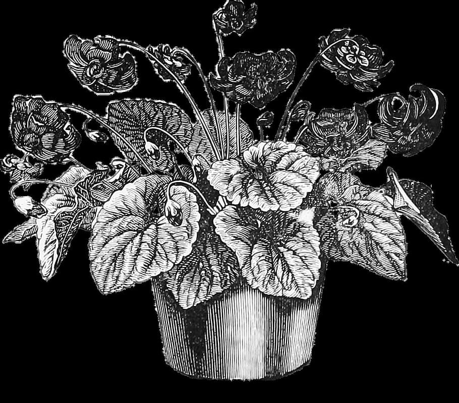 pot, flower, nature, graphics, black background, studio shot HD wallpaper