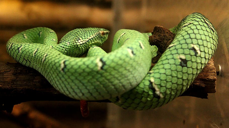 wilds, reptile, snake, animal themes, one animal, animal wildlife HD wallpaper