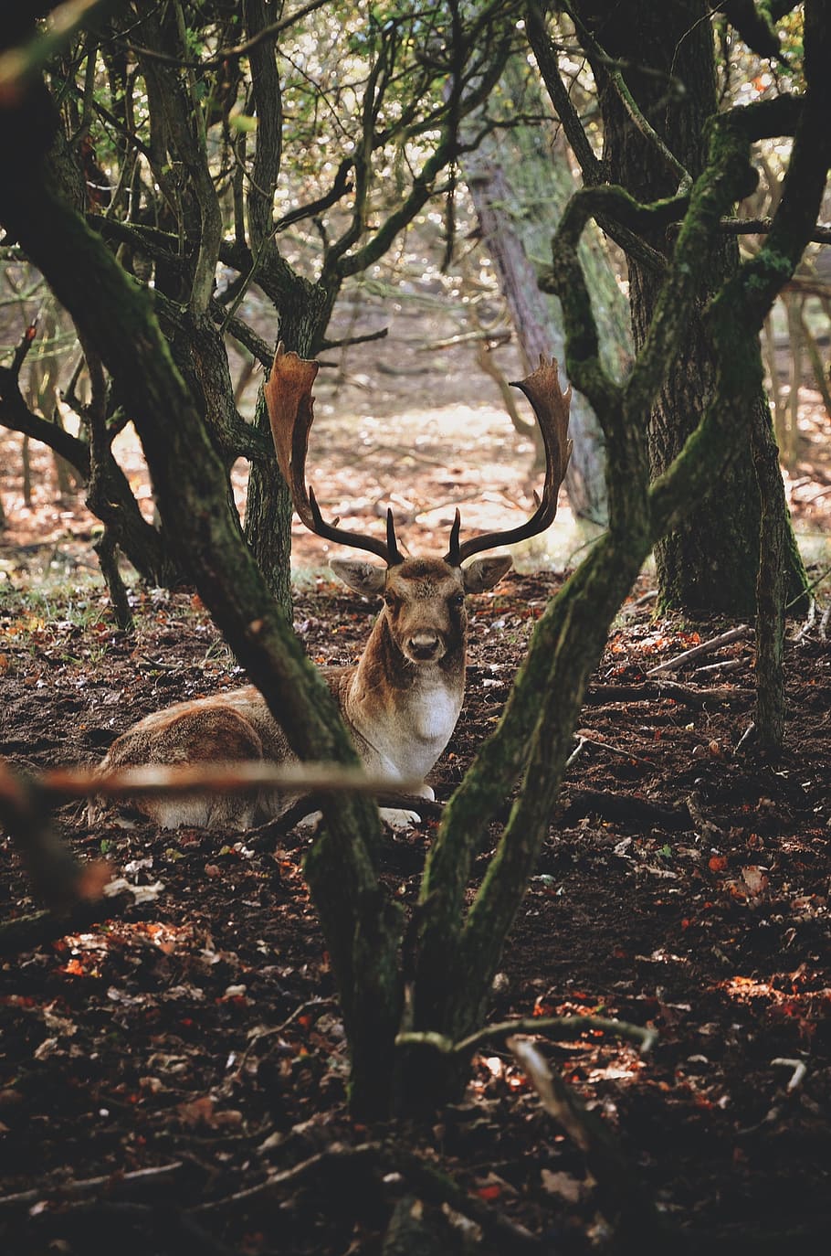 deer, animal, tree, plant, nature, leaves, fall, forest, mammal HD wallpaper
