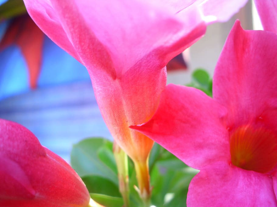 italy, caronia, flower, flowering plant, beauty in nature, freshness HD wallpaper