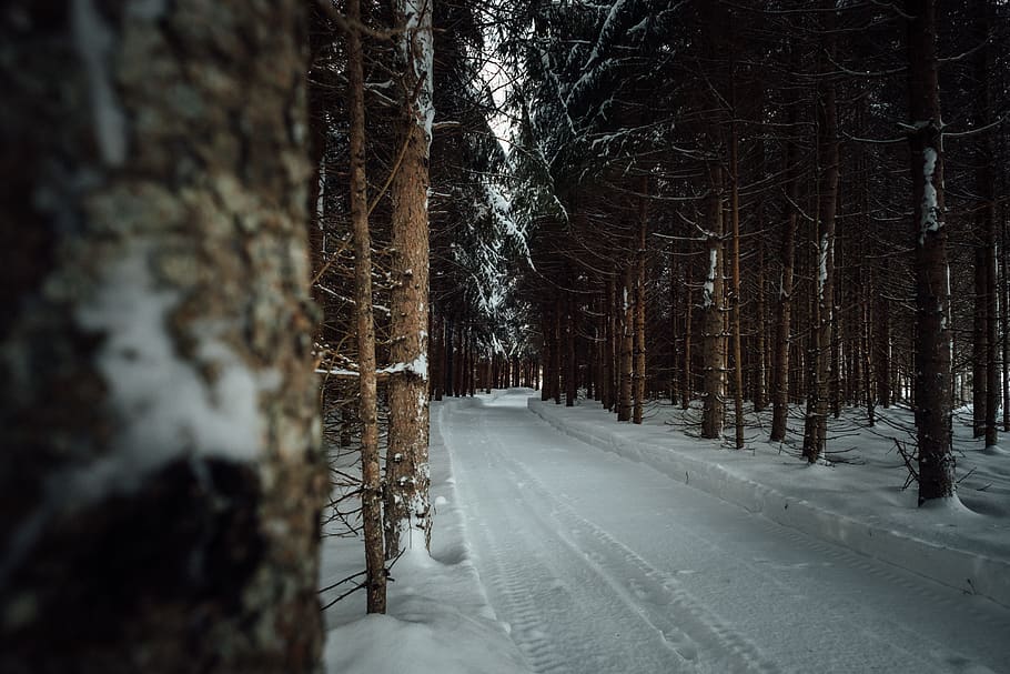road between snow-covered trees during daytime, plant, nature HD wallpaper