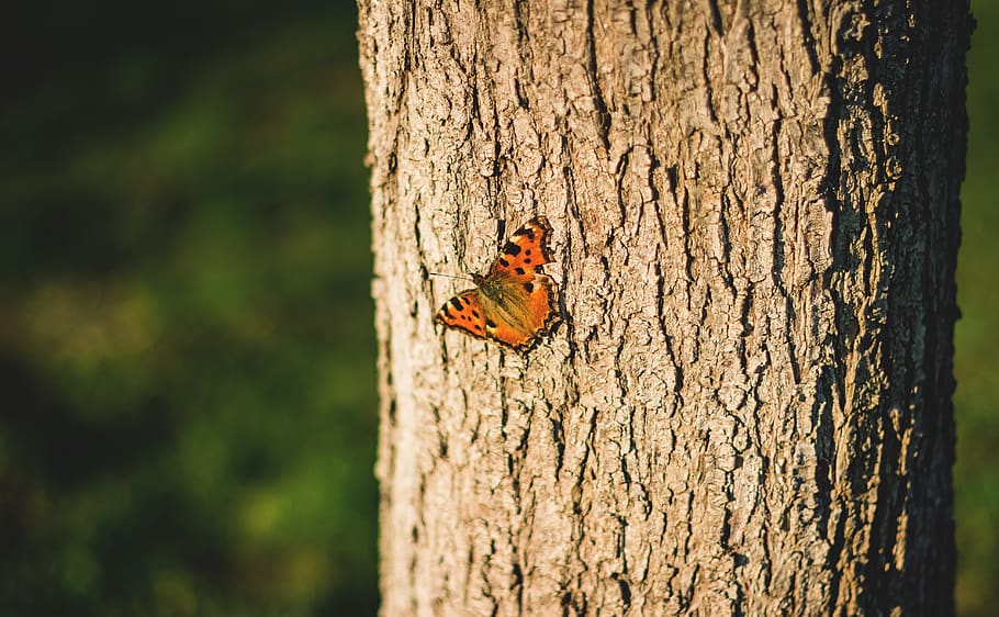 tree, plant, tree trunk, bird, animal, butterfly, invertebrate HD wallpaper