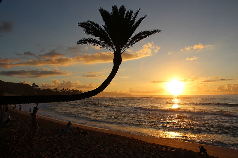 sunset, sunsetbeach, palm, hawaii, landscape, sky, bluesky HD wallpaper