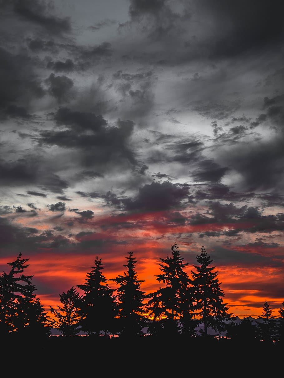 sunset, canada, vancouver, queen elizabeth park, tree, sky, HD wallpaper