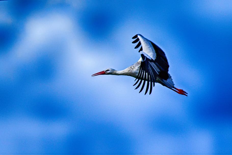 stork, flying, elegant, pride, beautiful, wing, feather, close up HD wallpaper