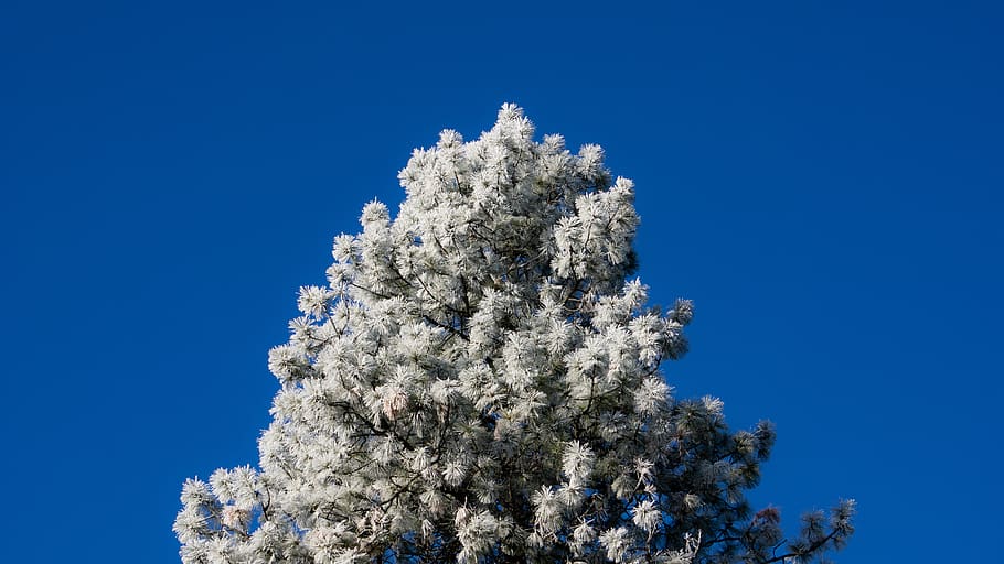 tree, winter, blue sky, christmas, nature, plant, clear sky HD wallpaper