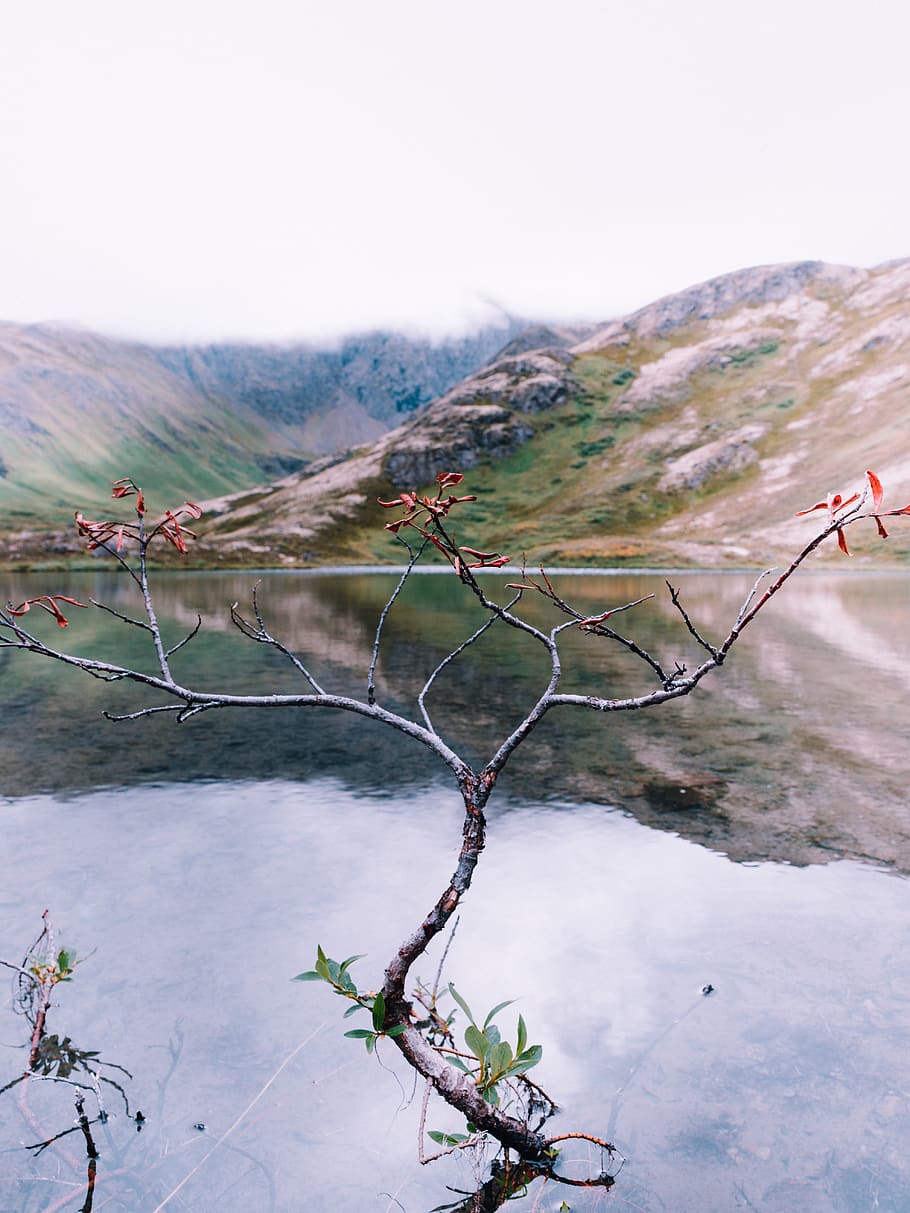 tree, lake, alaska, camping, outdoors, mood, foggy, reflection HD wallpaper