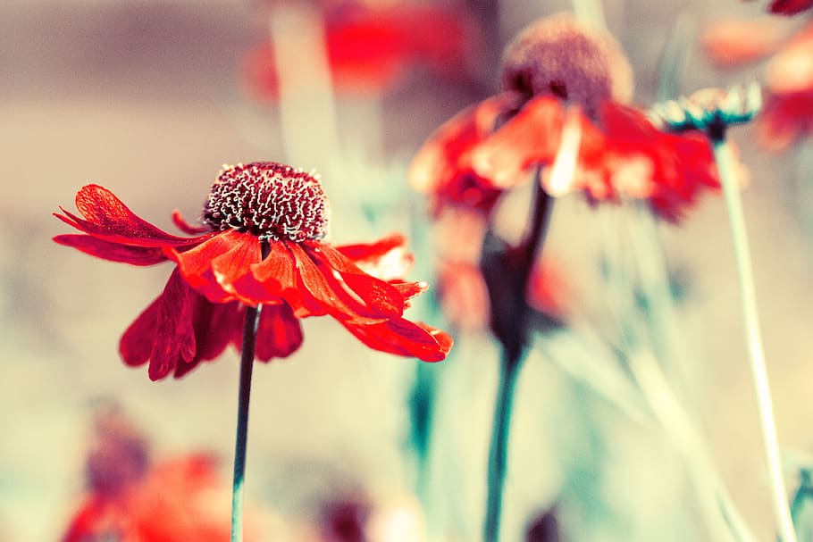 red, petal, flower, bloom, plant, garden, outdoor, blur, flowering plant HD wallpaper