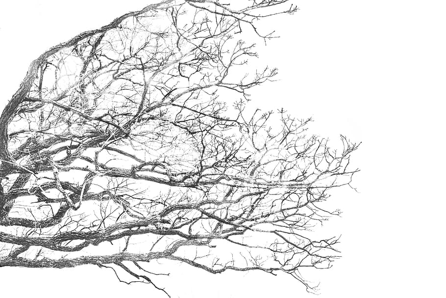 branches, black and white, trees, bare tree, sky, low angle view HD wallpaper